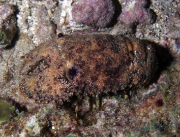 Slipper Lobster